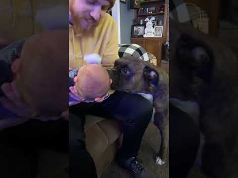 This Boxer Met