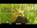 Red Fox Den - Guelph, Ontario, Canada, May 31 2021 - sunny morning and mama has a squirrel.