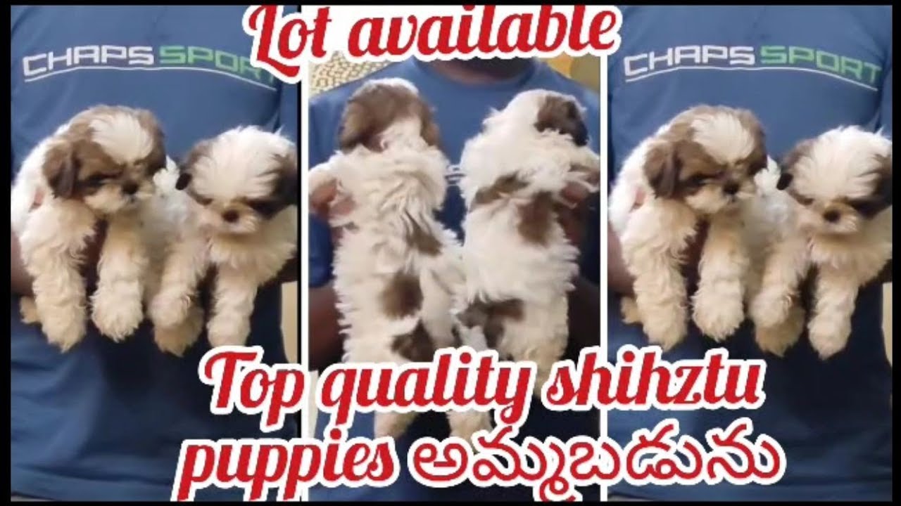 Top quality Shihztu puppies for sale9515386628warangaldog market in