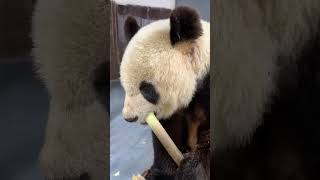 Cute Panada | Panda Easting Show Mukbang