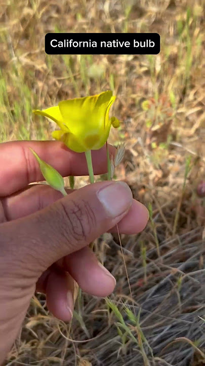 Native Wildflower: Yellow Mariposa Lily #californianativeplants