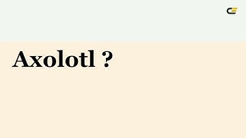 What color is Axolotl ? #fff0df hex color - Yellow color - Warm color fff0df
