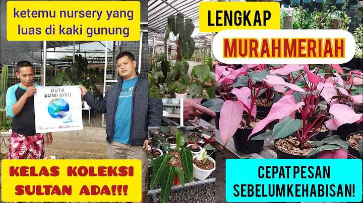 REGINA FLORA LENGKAP HARGA MURAH MERIAH KOLEKSI SU...