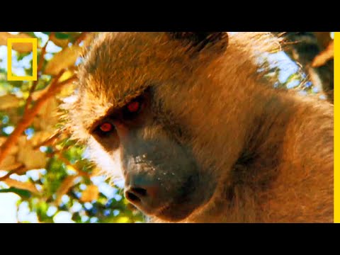 Vidéo: Les babouins grimpent-ils aux arbres ?