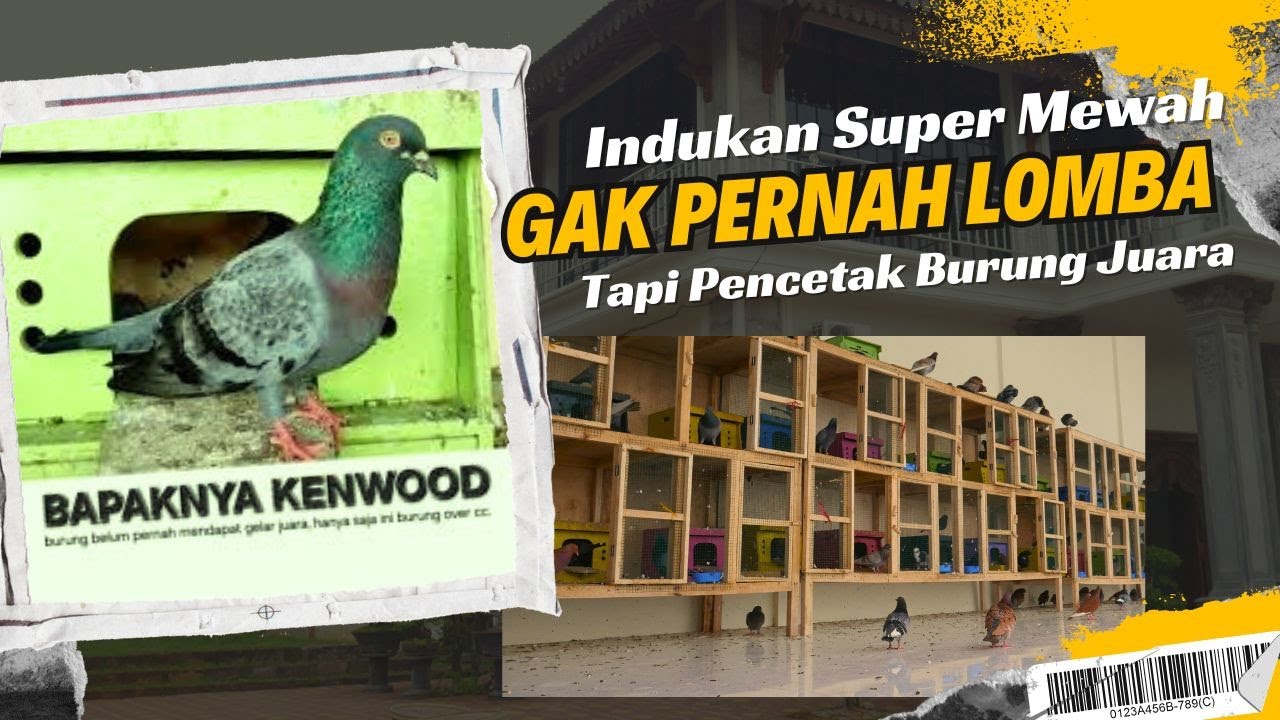 RAHASIA BURUNG PACEKAN TEAM KENWOOD