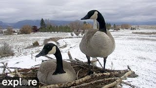 Vocal Canadian Geese land in an Osprey Nest!