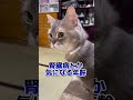 シニア猫の健康管理にハイテク首輪とハイテク体重計つこてます PR