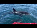 Orca attack 23/10/2021