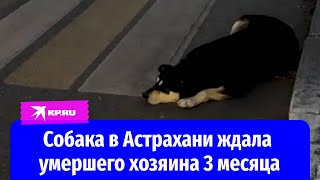Собака в Астрахани ждала умершего хозяина 3 месяца