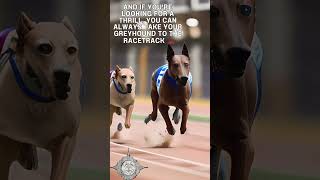 Greyhound dogs #greyhounds #dog #pets  #celticsoul