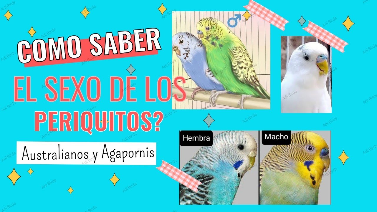 Como saber el sexo de los Periquitos Australianos? 🦜/ Hembra o Macho