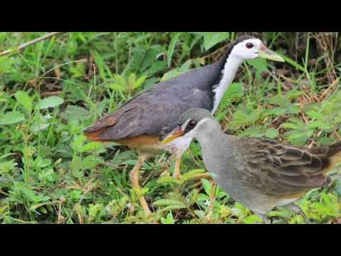 28+ Burung ruak ruak coklat terupdate