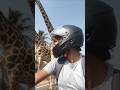 I Was Riding My Bike… Then Two Giraffes Appeared 😱🦒 ബൈക്ക് ഓടിക്കുമ്പോൾ… റോഡിൽ രണ്ട് ജിറാഫുകൾ🤯 AI