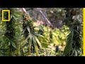 Illegal Marijuana Farms Endanger Wildlife on California’s Public Lands | National Geographic