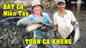 Tát Đìa Bắt Cá Miền Tây Trúng Ổ Cá Lóc Khủng Bắt Dính Con Cá Rô Chúa  P.1/Catch The Fish/NGÃ NĂM TV