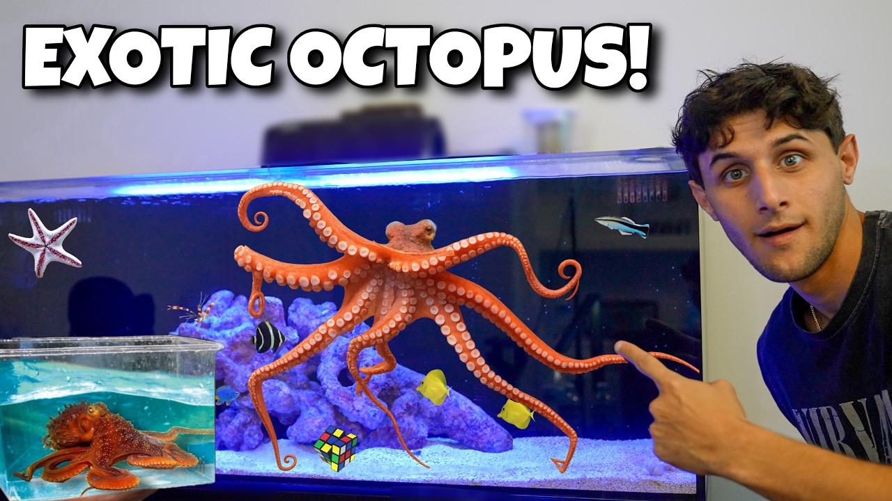My NEW PET CARIBBEAN REEF OCTOPUS!!