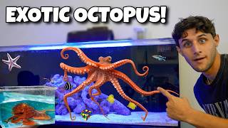 Famous My NEW PET CARIBBEAN REEF OCTOPUS!!  Wealth