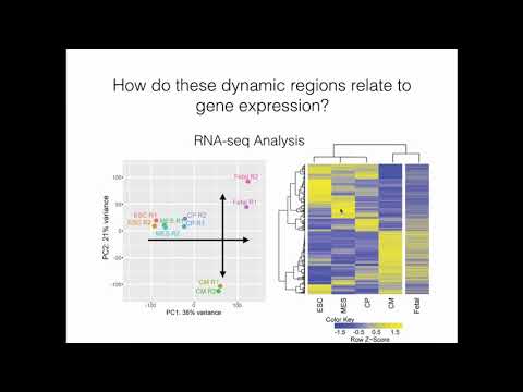 Dynamics of Genome