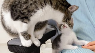 The Rescued Kitten Learns Manner From the Big Cat │ Episode.34