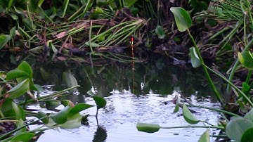 Câu đài cận cảnh cá rút pha đã con mắt