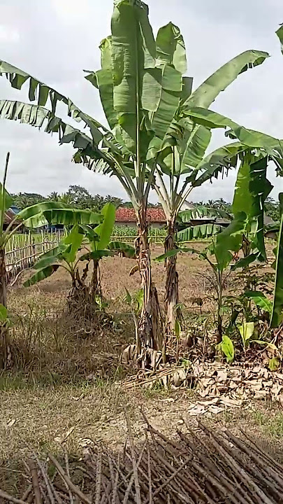 Download lagu kreatif agar mamnfaat pagar nya diambil pucuk nya buat masak #jangkauanluas