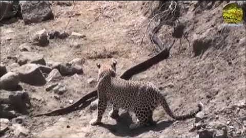 A FIERCE LEOPARD ATTACKS PYTHON AT THE RIVER BANK