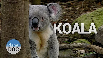 Co znamená slovo koala?