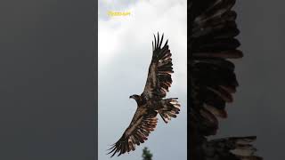 A rehabilitated juvenile bald eagle is released back into the wild raptorcenter baldeagle nature