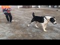 Бархан на прогулке! Туркменистан Алабай Turkmen It Central Asian Work Dogs Alabai