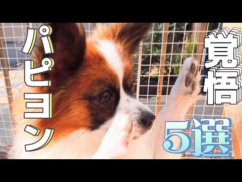 【パピヨン飼い方】パピヨン飼っている人、飼いたいと思っている人へパピヨンの知っておきたい覚悟🐾