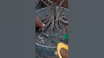 cutting ASMR tree by scissors tools #mjbonsaidaily #asmr #shorts #bonsai #shortvideo #yearofyou