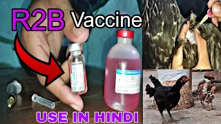 R2B Vaccine for Desi Poultry Farm ? How to Use R2B Vaccine || SAIF ASEEL FARM  #henfarming