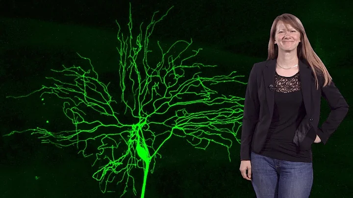 Katherine Thompson-Peer (UCSF): Neuronal Regenerat...