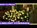 Limelight Hydrangea: How To Prune Properly