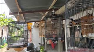 nyobain ngadu murai batu di teras rumah - ada yang menonjol apik mainya..