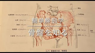 簡単解剖学　骨盤を知る　身体を見てする哲学講座