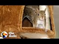 Family Realizes Their Rescue Squirrel Is Having Babies | The Dodo Wild Hearts