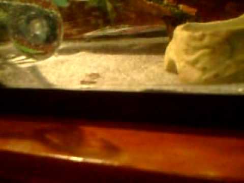 Snake Bearded Dragon Care Video