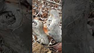 Two cut tree stump with decay and hollows