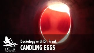 Duckology - Candling Eggs