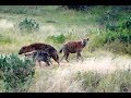 Striped and Spotted Hyena life on Africa Animals cam. 02 September 2018
