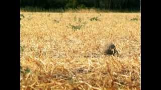 Csodabogarak - A Galacsinhajtók Csatája 1.Évad 9.Rész