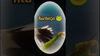 Dünyanın En Popat Hayvan,I Kasap Kuşu Şfet Ilar