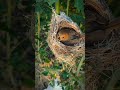 Natural birds #ytshorts #birds #birdsounds #naturalbirds #wildlife