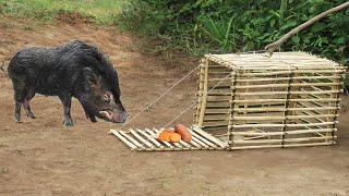 Awesome Quick Wild Pig Trap Using Old Motorcycle Deadfall On Deep Underground Hole