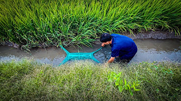 Đặt Lợp Ếch Đa Năng Dính Đủ Loại Cá Ếch Lươn Rắn