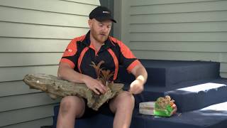 How to Grow Bromeliads | Mitre 10 Easy As Garden