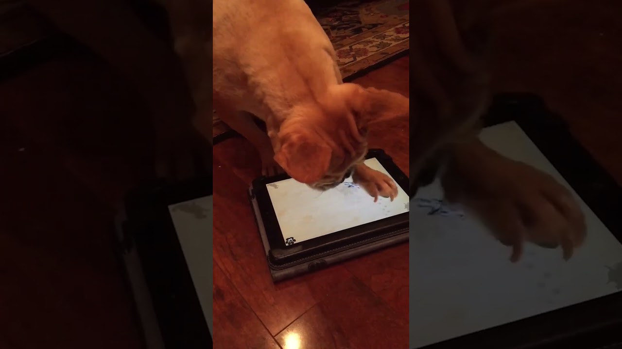 Funny Frenchie Pup LOVES Playing Video Games!