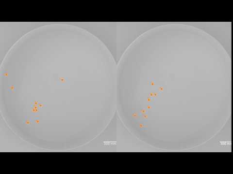Pacific blue-eye fish: computer simulation vs experiment
