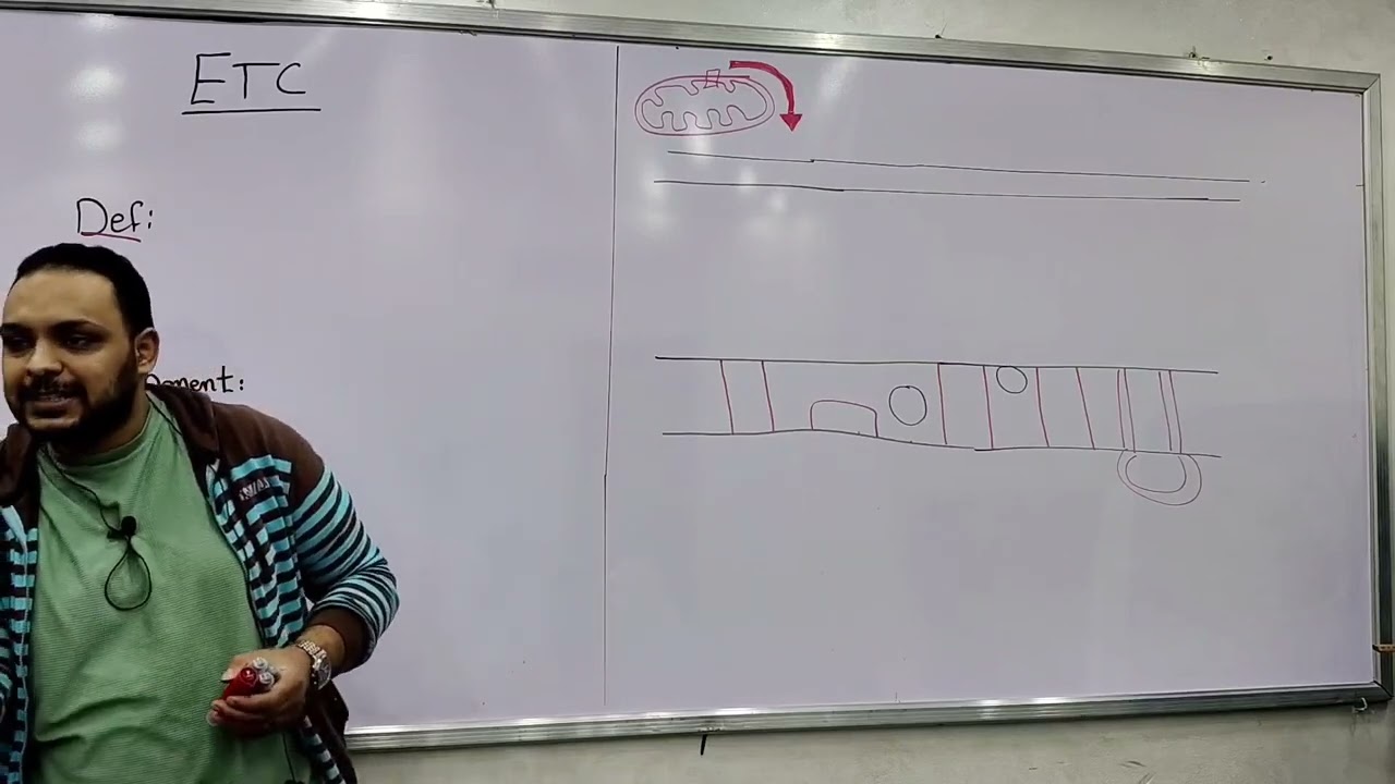 3- Bioenergetics (ETC part 1)